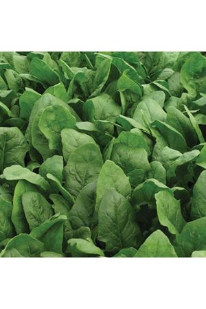 Anlani F1 Hibrit Ispanak Tohumu