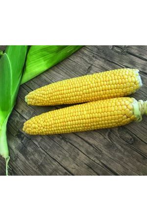 Mesenger F1 Tatlı Mısır Tohumu