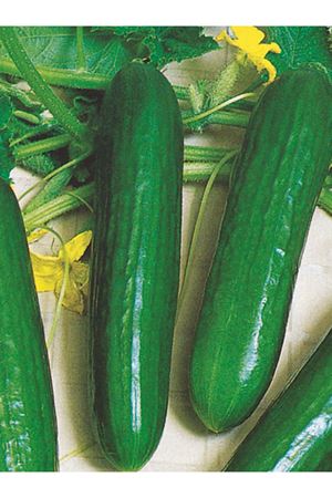  ALTIN TOHUM 25 GRAM AMBALAJ BEİTH ALPHA HIYAR TOHUMU ,ADET KDV DAHİL FİYATI 