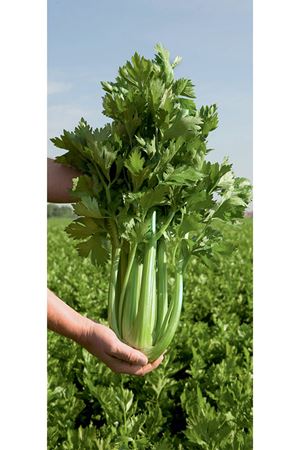 BEJO TOHUM  TANGO SAP KEREVİZ  TOHUMU