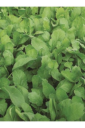 25 GRAM AMBALAJ ALTIN TOHUM TERE - GS1935 TOHUMU KDV DAHİL ADET FİYATI 