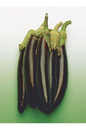 10 GRAM AMBALAJI HALEP KARASI PATLICAN TOHUMU KDV DAHİL ADET FİYATI 