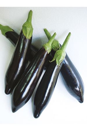 ALTIN TOHUM AYDIN SİYAHI PATLICAN TOHUMU