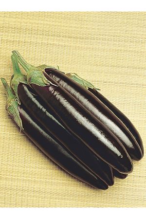 ALTIN TOHUM KEMER PATLICAN TOHUMU