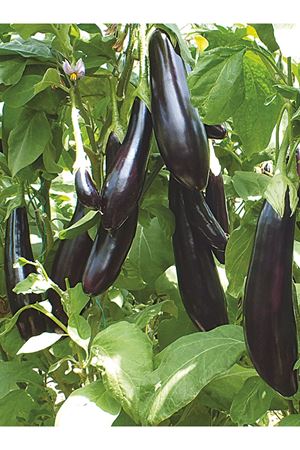 DOYRAN KARASI F1 PATLICAN TOHUMU