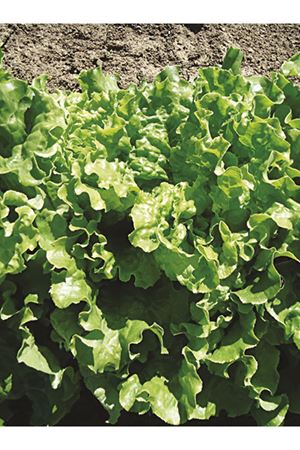 ALTIN KIVIRCIK MARUL TOHUMU,25 GRAM AMBALAJ KDV DAHİL ADET FİYATI : 150 TL