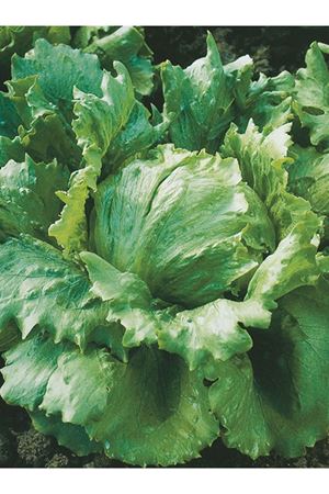 10 GRAM AKYAKA (İCEBERG ) MARUL TOHUMU AMBALAJI KDV DAHİL ADET FİYATI