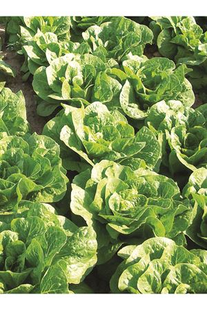 LENA YEDİKULE MARUL TOHUMU