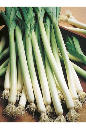 İNEGÖL PIRASA TOHUMU ,1 KG  AMBALAJ  KDV DAHİL ADET FİYATI 