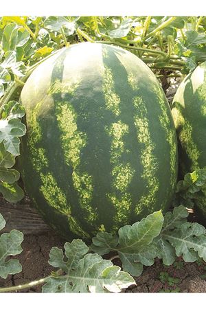 BOZBEY F1 KARPUZ TOHUMU