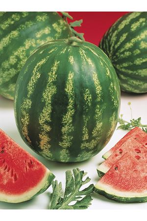 ALTIN TOHUM CRİMSON SWEET KARPUZ TOHUMU