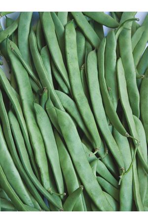 2,5 KG AMBALAJ ALTIN TOHUM DERYA FASÜLYE TOHUMU KDV DAHİL ADET FİYATI