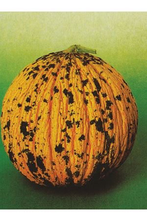  25 GRAM AMBALAJ ALTIN TOHUM ALTINBAŞ KIRKAĞAÇ KAVUN TOHUMU, KDV DAHİL ADET FİYATI 