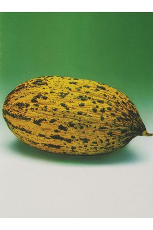 ALTIN TOHUM HIDIR  KAVUN TOHUMU