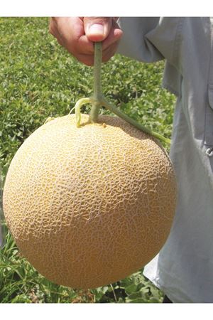 FAVORİ F1 GALİA TİPİ KAVUN TOHUMU