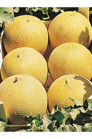 POLİDOR F1 KAVUN TOHUMU