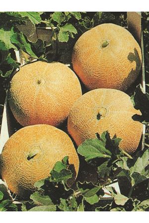 SEZAR F1 KAVUN TOHUMU