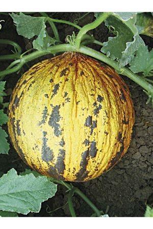 DRAGON F1 KAVUN TOHUMU