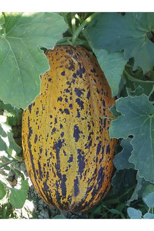 KARAMEL F1 KAVUN TOHUMU