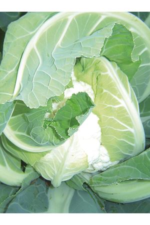 ZİDAN F1 KARNABAHAR TOHUMU