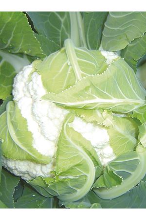 MERVAN F1 KARNABAHAR TOHUMU