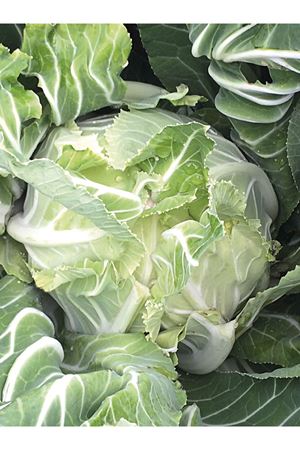 PİRAMİT F1 KARNABAHAR TOHUMU