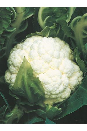 DALYAN F1 KARNABAHAR TOHUMU