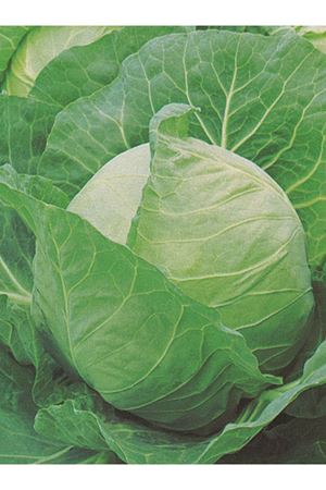 ALTIN TOHUM YALOVA -1 BEYAZ LAHANA TOHUMU