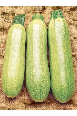 ALTIN TOHUM SAKIZ KOLSUZ KABAK TOHUMU