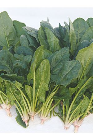 ALTIN TOHUM MATADOR ISPANAK TOHUMU