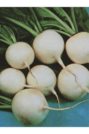 25 GRAM ALTIN TOHUM BEYAZ TURP TOHUMU KDV DAHİL ADET FİYATI