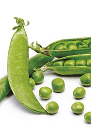 ALTIN TOHUM RONDO BEZELYE TOHUMU