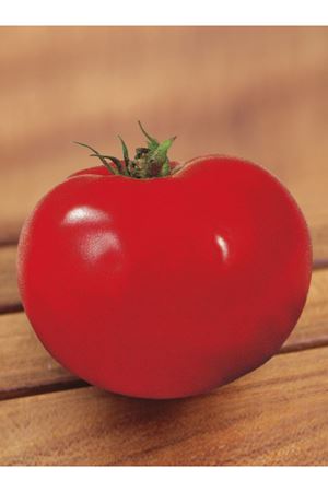 10 GRAM AMBALAJ ALTIN TOHUM FALKON OTURAK DOMATES TOHUMU KDV DAHİL ADET FİYATI