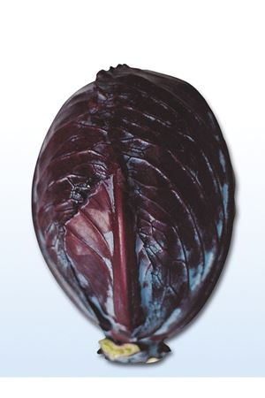 ALTIN TOHUM KIRMIZI LAHANA TOHUMU