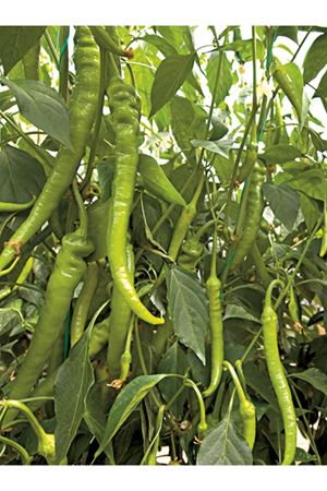 ALTIN TOHUM SERA DEMRE SİVRİSİ 