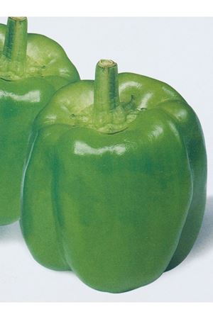 11-B-14 DOLMALIK BİBER TOHUMU 10 GRAM AMBALAJ KDV DAHİL ADET FİYATI