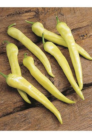 ALTIN TOHUM YALOVA ÇARLİSTON BİBER TOHUMU