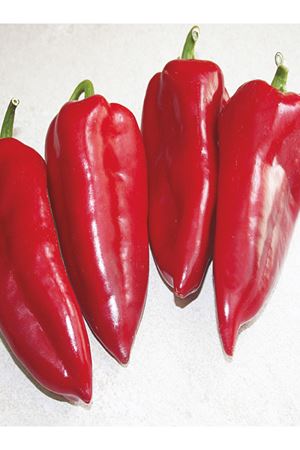 ALTIN TOHUM PALA YAĞLIK BİBER TOHUMU,10 GRAM AMBALAJ KDV DAHİL ADET FİYATI 