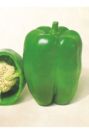 10 GRAM AMBALAJ KANDİL DOLMA BİBER TOHUMU ADET KDV DAHİL FİYATI