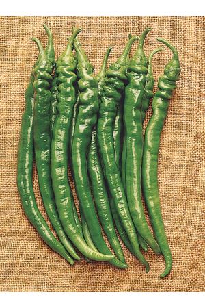 ŞAHNALI BİBER TOHUMU 10 GRAM AMBALAJI KDV DAHİL ADET FİYATI