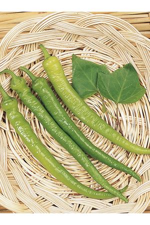 ALTIN TOHUM ÇETİNEL TATLI SİVRİ BİBER TOHUMU