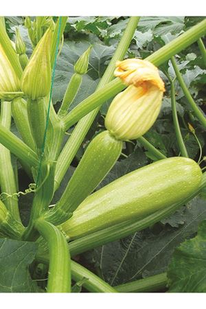 MİRAY F1 BEYAZ KABAK TOHUMU