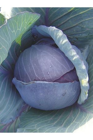 ALTIN TOHUM M.RED ROCK KIRMIZI LAHANA TOHUMU