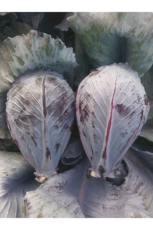 PORTO F1 KIRMIZI LAHANA  TOHUMU