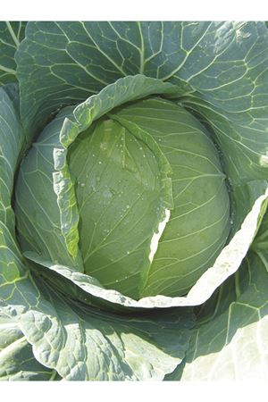 PAMİR F1 BEYAZ LAHANA TOHUMU