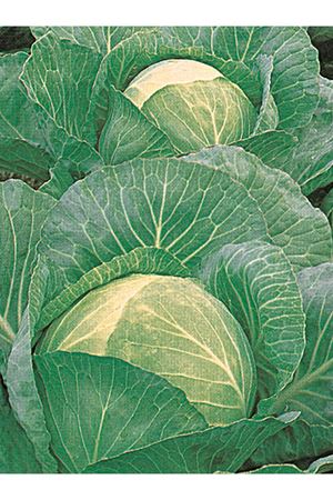 ELMAS F1 BEYAZ LAHANA TOHUMU