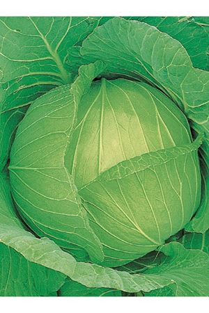 BRUNSWİCK BEYAZ LAHANA TOHUMU