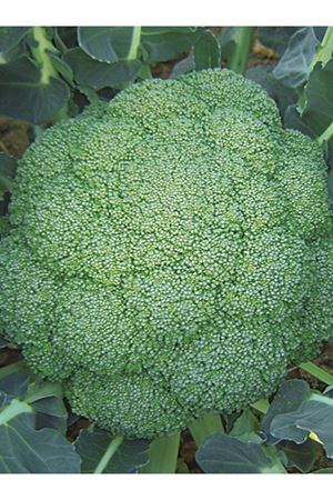 ZENİT F1 BROKOLİ TOHUMU