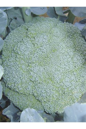 TOPEKA F1 BROKOLİ TOHUMU