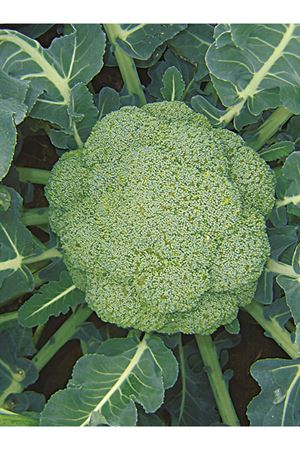 ROKET F1 BROKOLİ TOHUMU